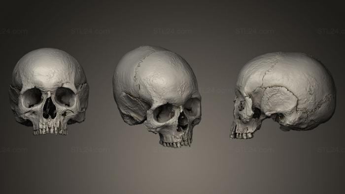 Anatomy of skeletons and skulls (Human skull, ANTM_0025) 3D models for cnc